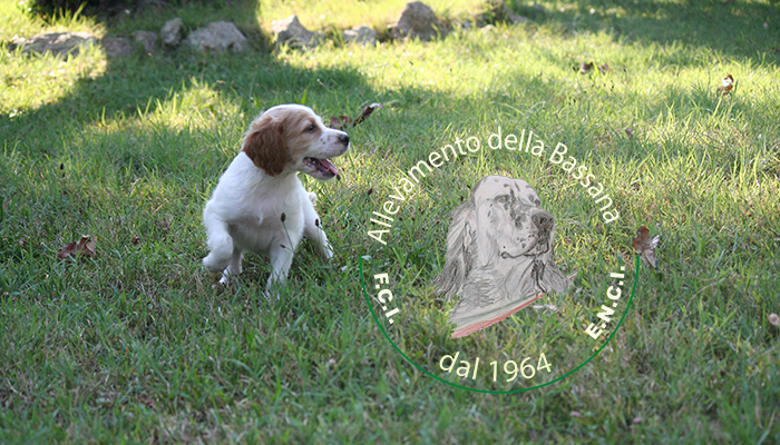 Female  pappy 50 days old :: Mother: TISHA della Bassana - Father: Ch. It. Lav. OSCAR della Bassana