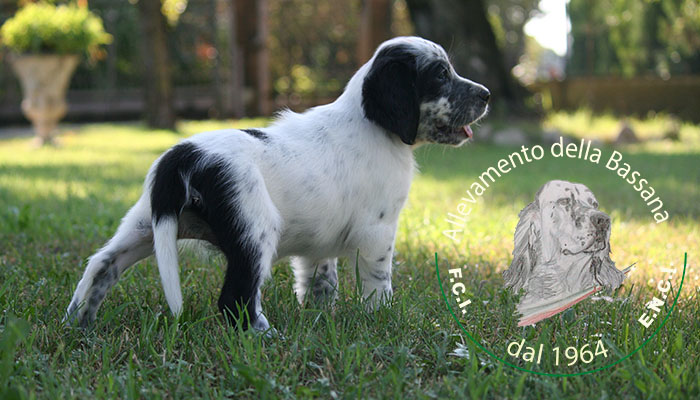 Female  pappy 50 days old  :: Mother: THIA della Bassana - Father: Ch. It. Lav. FOX della Bassana