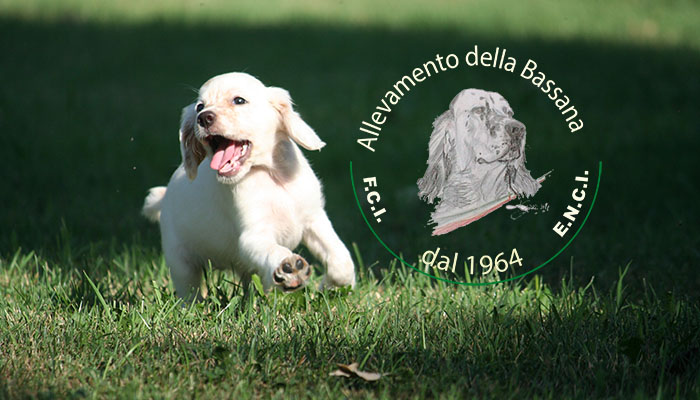 Female  pappy 50 days old  :: Mother: THIA della Bassana - Father: Ch. It. Lav. FOX della Bassana