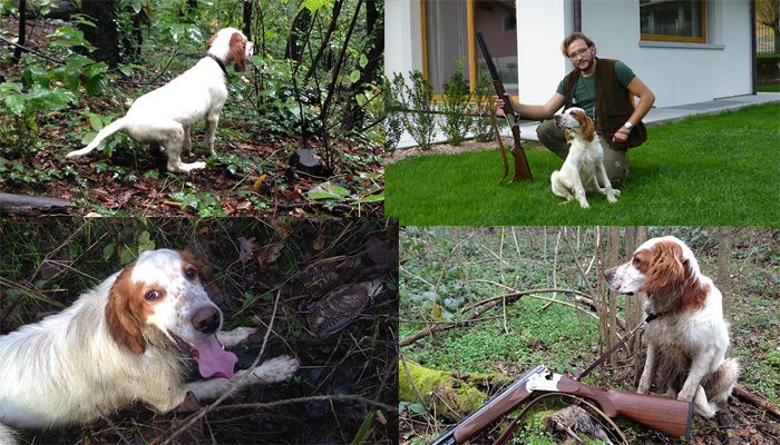 woodcocks hunting season 2014 - his first birds: age 6 months