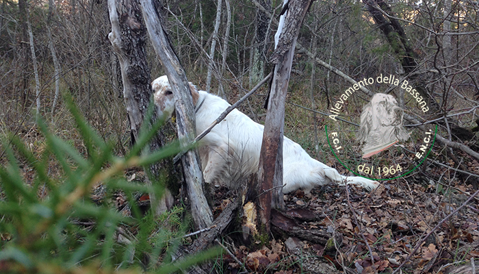 from fields trials to hunting :: hunting season 2015