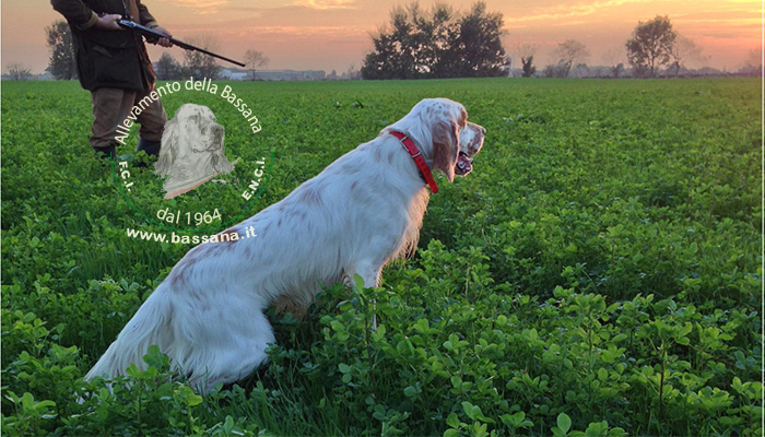 Cac in dogshow :: huntoing season 2015