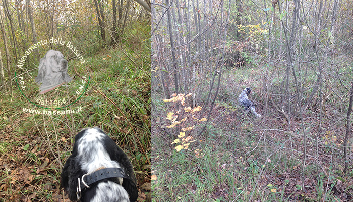 rom fields trials to hunting :: hunting season 2015
