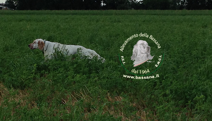 Gritt della Bassana