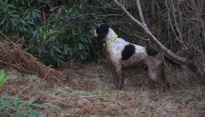 Kimi nel bosco a beccaccie. Dopo la carriera la sua destinazione a riprova che i campioni sono anche cacciatori.