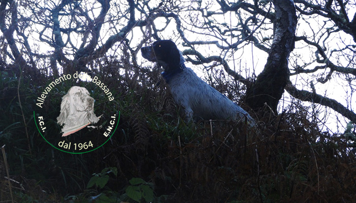 10 on woodcocks in Scotland 2016