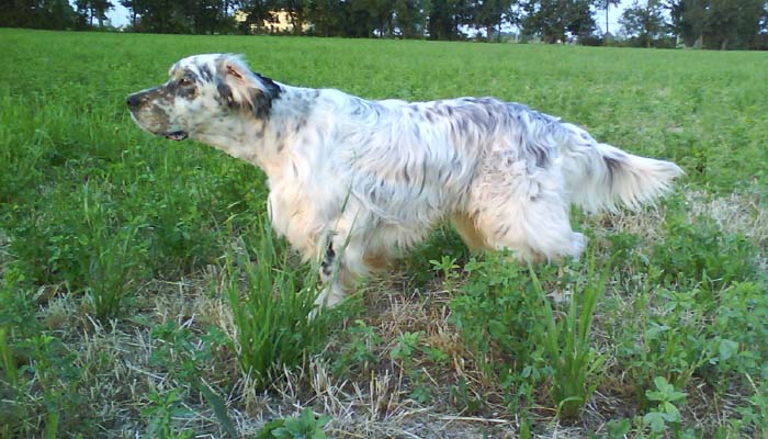 Ottimo ausiliare venatorio per la felicit del suo proprietario Mangoni A. Ch. di bellezza qui a quaglie 2011, et 9a.