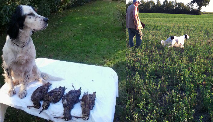 woodcocks hunting season 2014