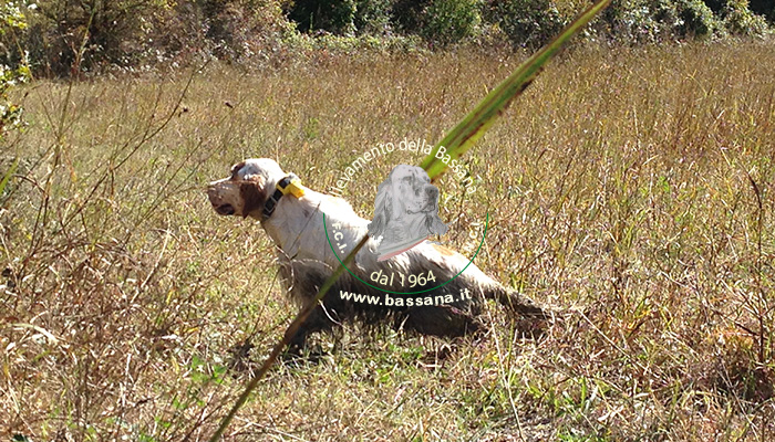 from fields trials to hunting :: hunting season 2015