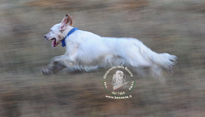 Hunting in Croazia :: hunting season 2015