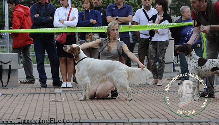 Here at Rapallo International dogshow BOB e BOG