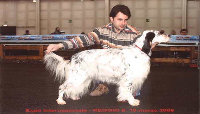 Ottimo ausiliare venatorio per la felicit del suo proprietario Giannino R. Madre di KELLJ, KEN E KING nonch sorella  GINGER ch. Lav. It.