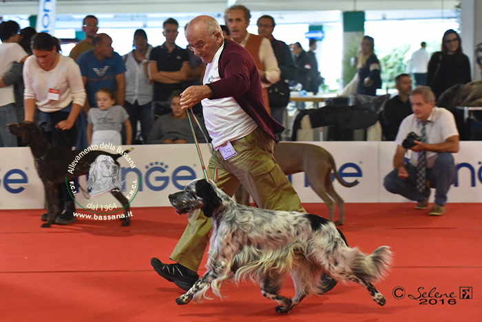 Here at Bergamo International dogshow BOB 