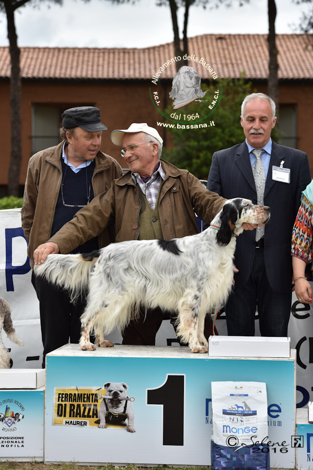 Here at Albarella national dogshow BOB e BOG