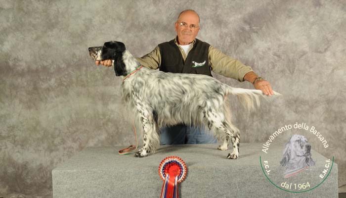 Ausiliare venatori di massimo livello MOrfologico. Qui BOB e titolo Europeo a Celjie 2010. Propr. Boldrin S.