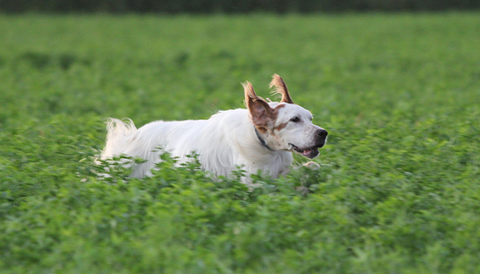 running