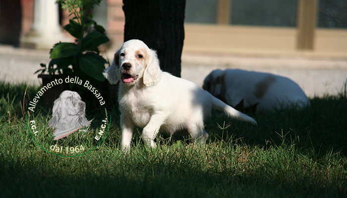 Male  pappy 50 days old :: Mother: TISHA della Bassana - Father: Ch. It. Lav. OSCAR della Bassana
