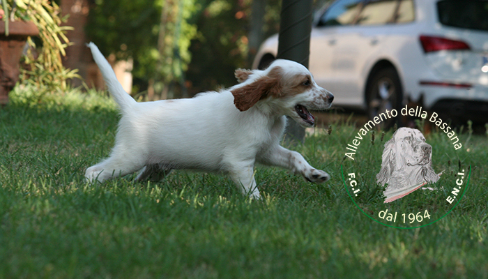 Male  pappy 50 days old :: Mother: TISHA della Bassana - Father: Ch. It. Lav. OSCAR della Bassana
