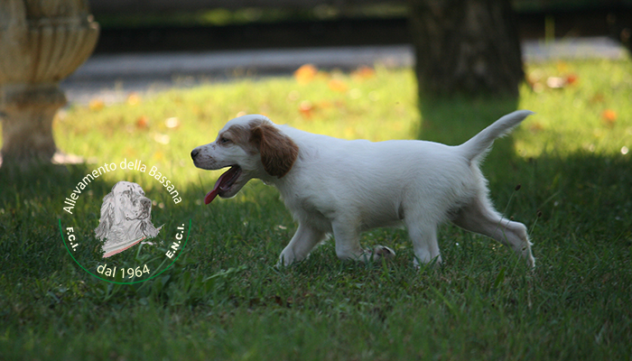 Male  pappy 50 days old :: Mother: TISHA della Bassana - Father: Ch. It. Lav. OSCAR della Bassana