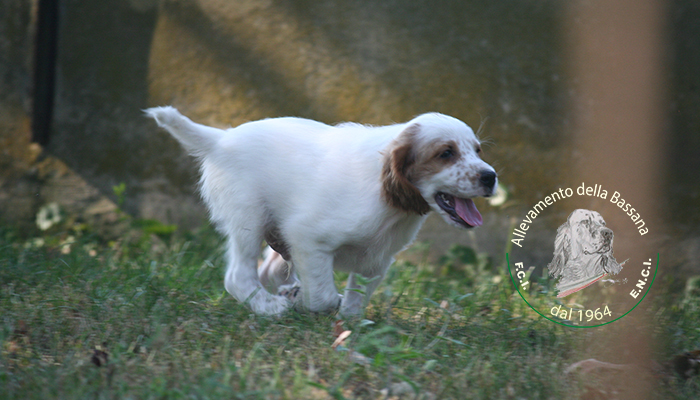 Male  pappy 50 days old :: Mother: TISHA della Bassana - Father: Ch. It. Lav. OSCAR della Bassana