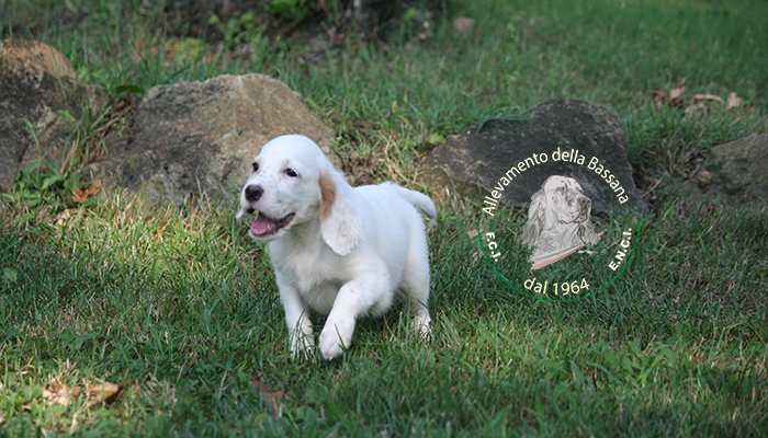 Female  pappy 50 days old :: Mother: TISHA della Bassana - Father: Ch. It. Lav. OSCAR della Bassana