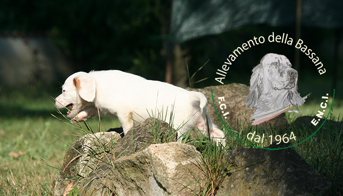 Female  pappy 50 days old  :: Mother: TISHA della Bassana - Father: Ch. It. Lav. OSCAR della Bassana