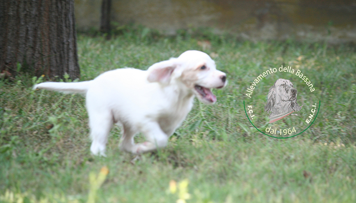 Female  pappy 50 days old  :: Mother: TISHA della Bassana - Father: Ch. It. Lav. OSCAR della Bassana