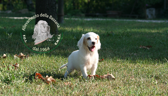 Female  pappy 50 days old :: Mother: TISHA della Bassana - Father: Ch. It. Lav. OSCAR della Bassana