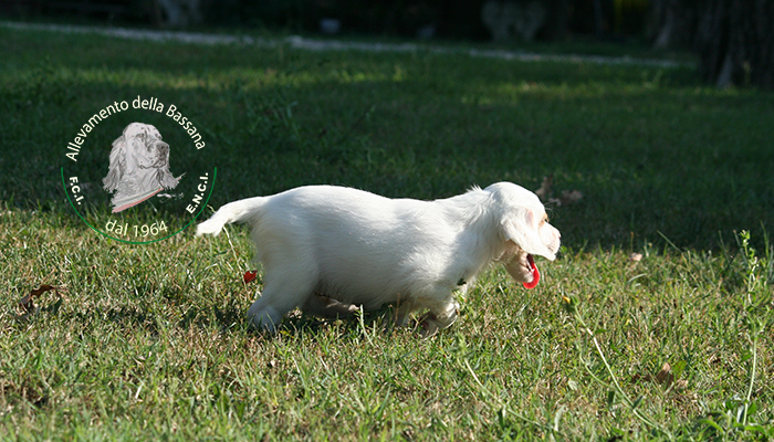 Female  pappy 50 days old :: Mother: TISHA della Bassana - Father: Ch. It. Lav. OSCAR della Bassana