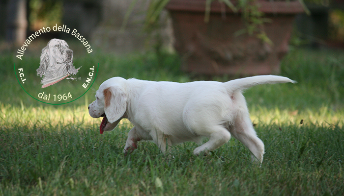 Female  pappy 50 days old  :: Mother: TISHA della Bassana - Father: Ch. It. Lav. OSCAR della Bassana