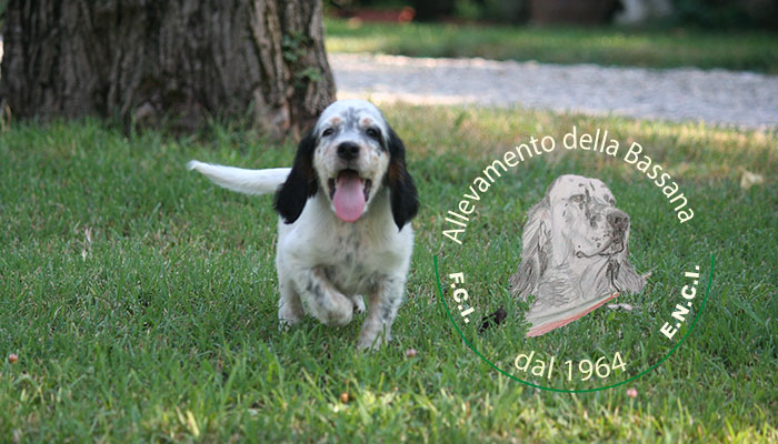 Female  pappy 50 days old  :: Mother: THIA della Bassana - Father: Ch. It. Lav. FOX della Bassana