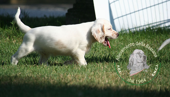 Female  pappy 50 days old  :: Mother: THIA della Bassana - Father: Ch. It. Lav. FOX della Bassana