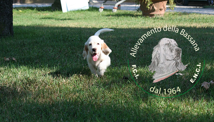 Female  pappy 50 days old  :: Mother: THIA della Bassana - Father: Ch. It. Lav. FOX della Bassana