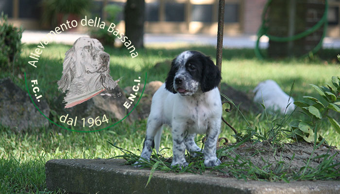 Female  pappy 50 days old  :: Mother: THIA della Bassana - Father: Ch. It. Lav. FOX della Bassana