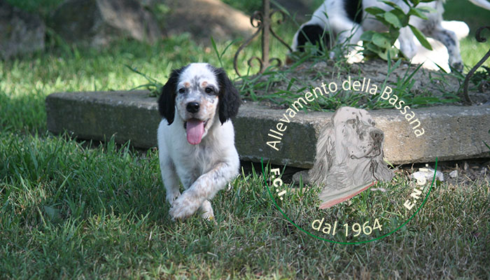 Female  pappy 50 days old  :: Mother: THIA della Bassana - Father: Ch. It. Lav. FOX della Bassana