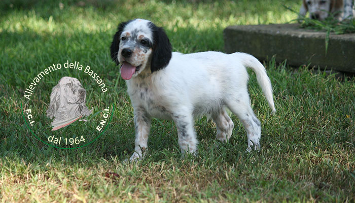 Female  pappy 50 days old  :: Mother: THIA della Bassana - Father: Ch. It. Lav. FOX della Bassana