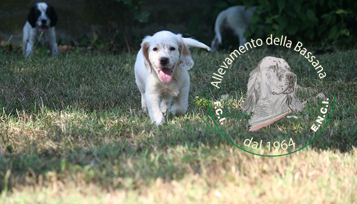 Female  pappy 50 days old  :: Mother: THIA della Bassana - Father: Ch. It. Lav. FOX della Bassana