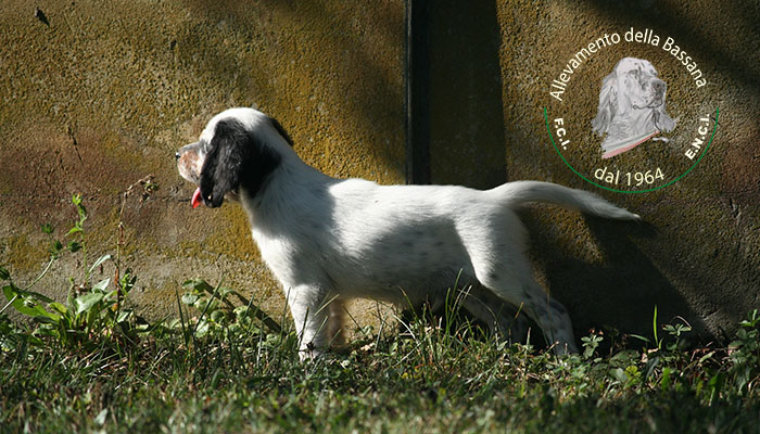 Female  pappy 50 days old  :: Mother: THIA della Bassana - Father: Ch. It. Lav. FOX della Bassana