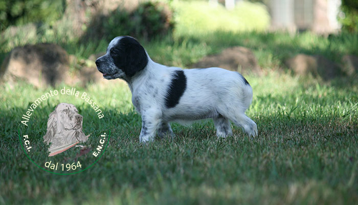 Female  pappy 50 days old  :: Mother: THIA della Bassana - Father: Ch. It. Lav. FOX della Bassana