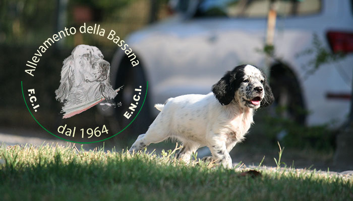 Female  pappy 50 days old  :: Mother: THIA della Bassana - Father: Ch. It. Lav. FOX della Bassana