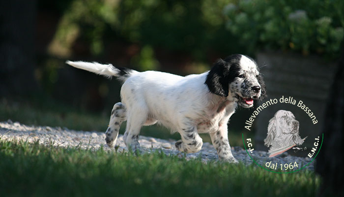 Female  pappy 50 days old  :: Mother: THIA della Bassana - Father: Ch. It. Lav. FOX della Bassana