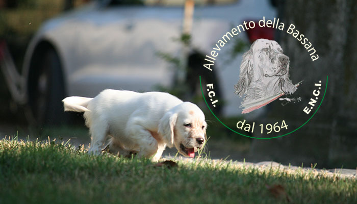 Female  pappy 50 days old  :: Mother: THIA della Bassana - Father: Ch. It. Lav. FOX della Bassana