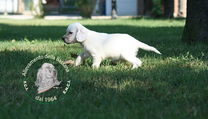 Female  pappy 50 days old  :: Mother: THIA della Bassana - Father: Ch. It. Lav. FOX della Bassana