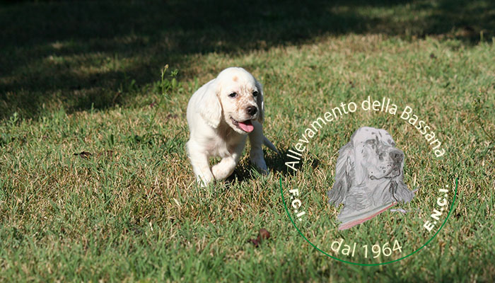 Female  pappy 50 days old  :: Mother: THIA della Bassana - Father: Ch. It. Lav. FOX della Bassana